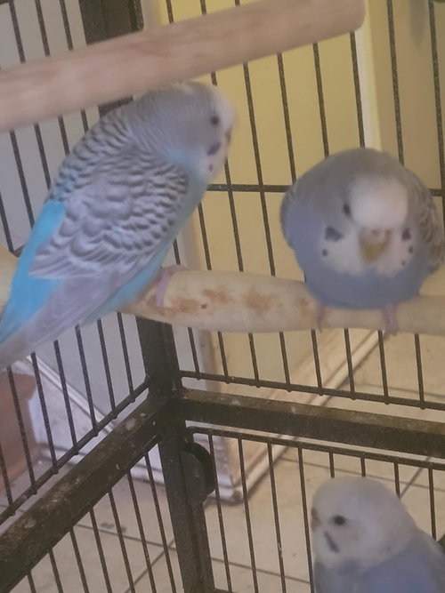 PARAKEETS - Parakeet - Other available for adoption