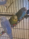 Parakeets - Photo 2