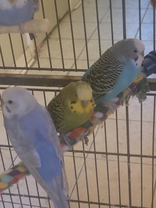 PARAKEETS - Parakeet - Other available for adoption