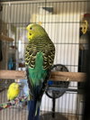 Parakeets 2 males, 6 females - Photo 3