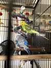 Parakeets 2 males, 6 females - Photo 4