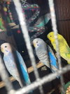Parakeets 2 males, 6 females - Photo 5