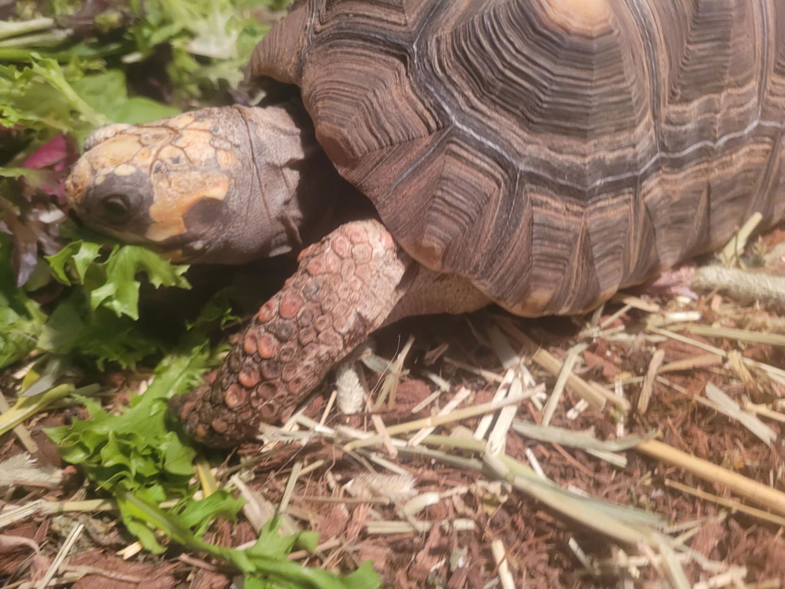 adoptable Tortoise in Aurora, IL named Yoda