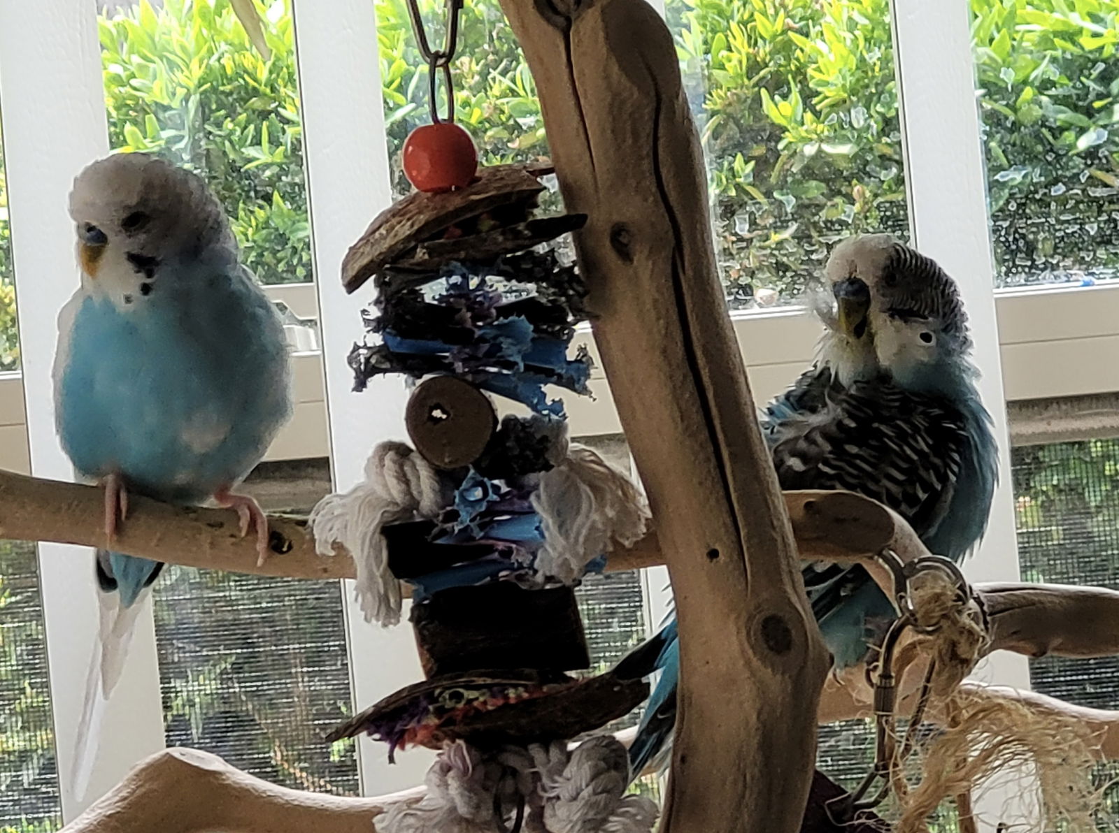 adoptable Bird in Aurora, IL named Turquoise and Cyan
