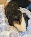 adoptable Guinea Pig in  named Garrett