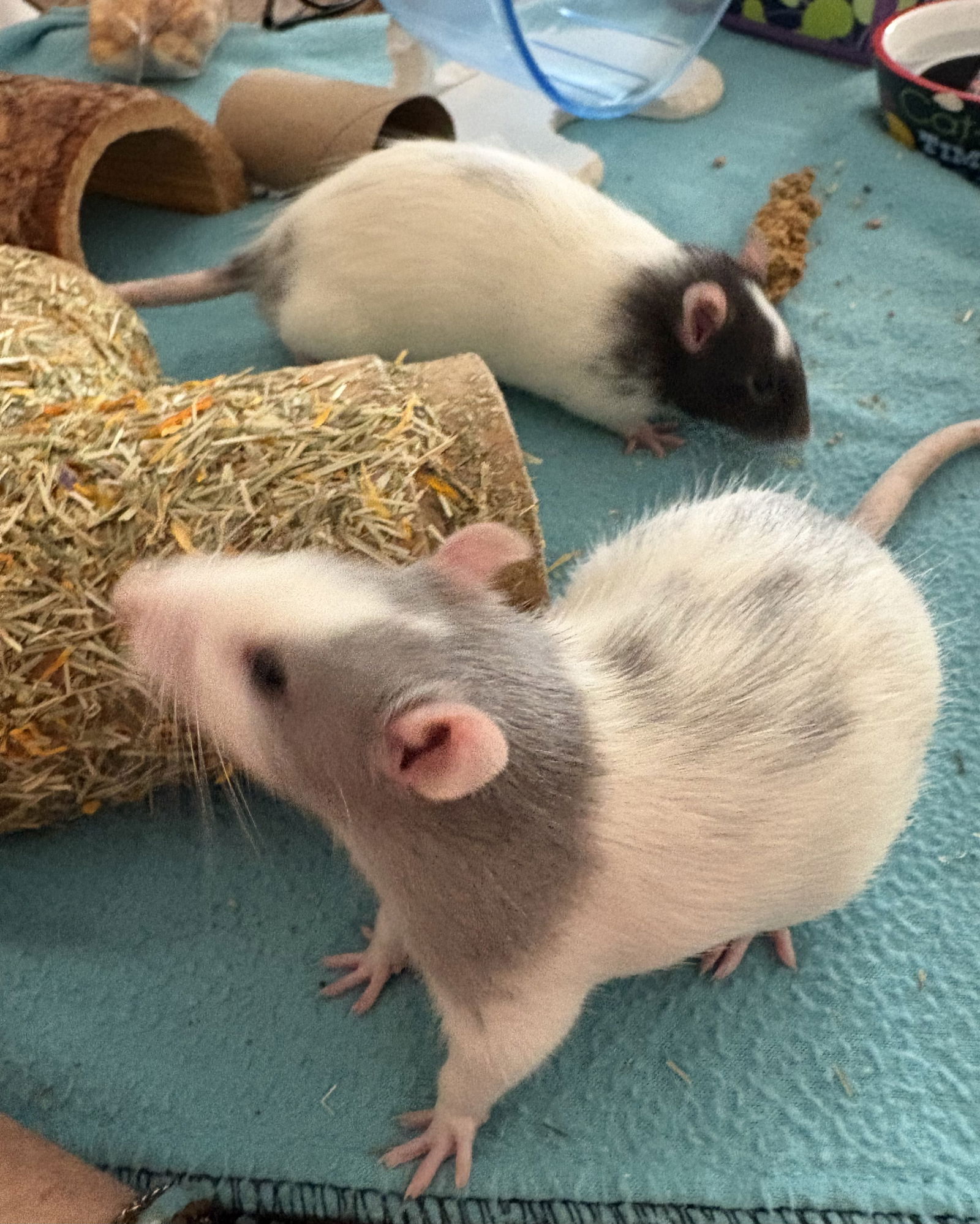 adoptable Rat in Aurora, IL named Yogi and Booboo