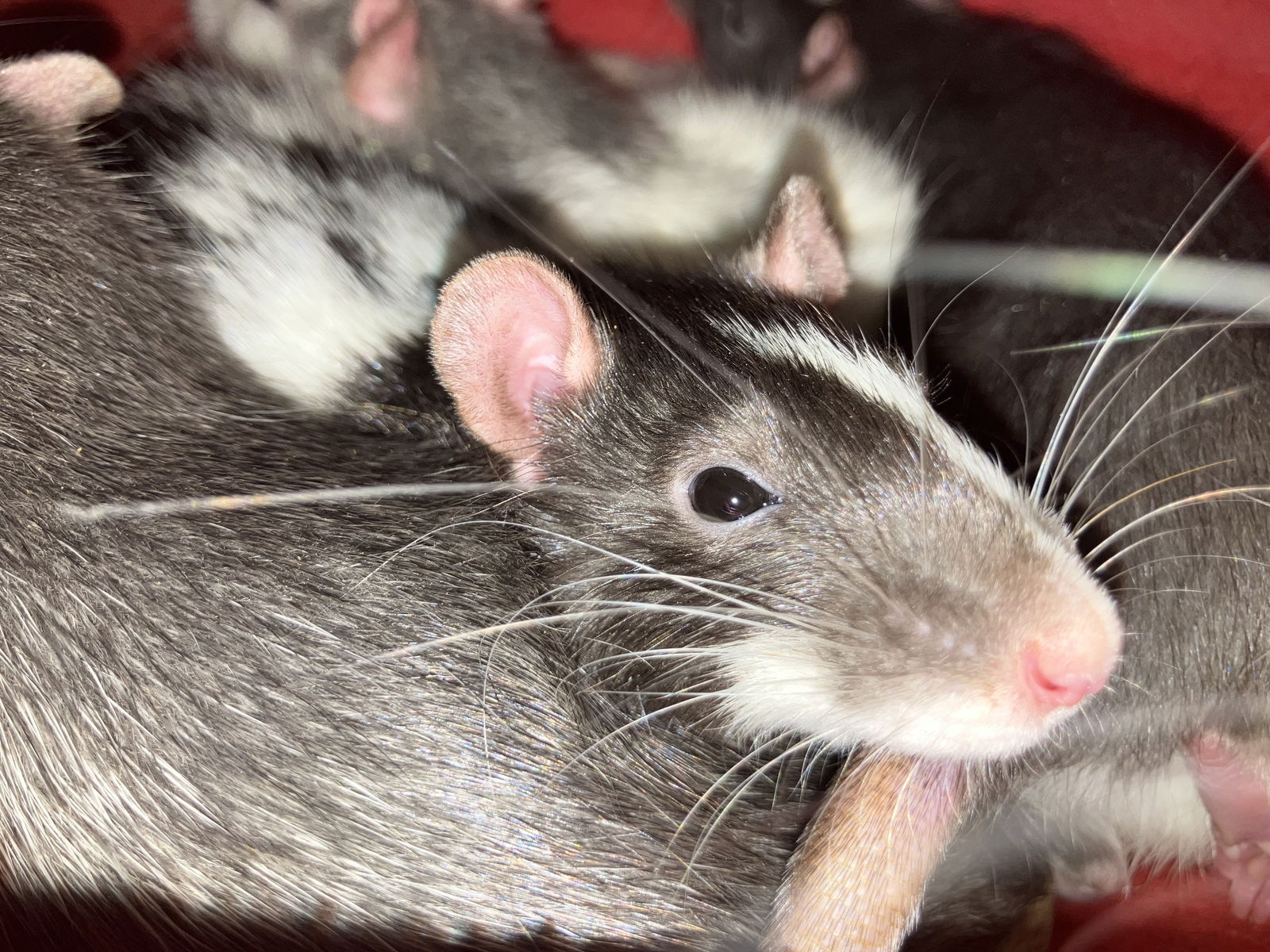 adoptable Rat in Aurora, IL named Young Female Rats