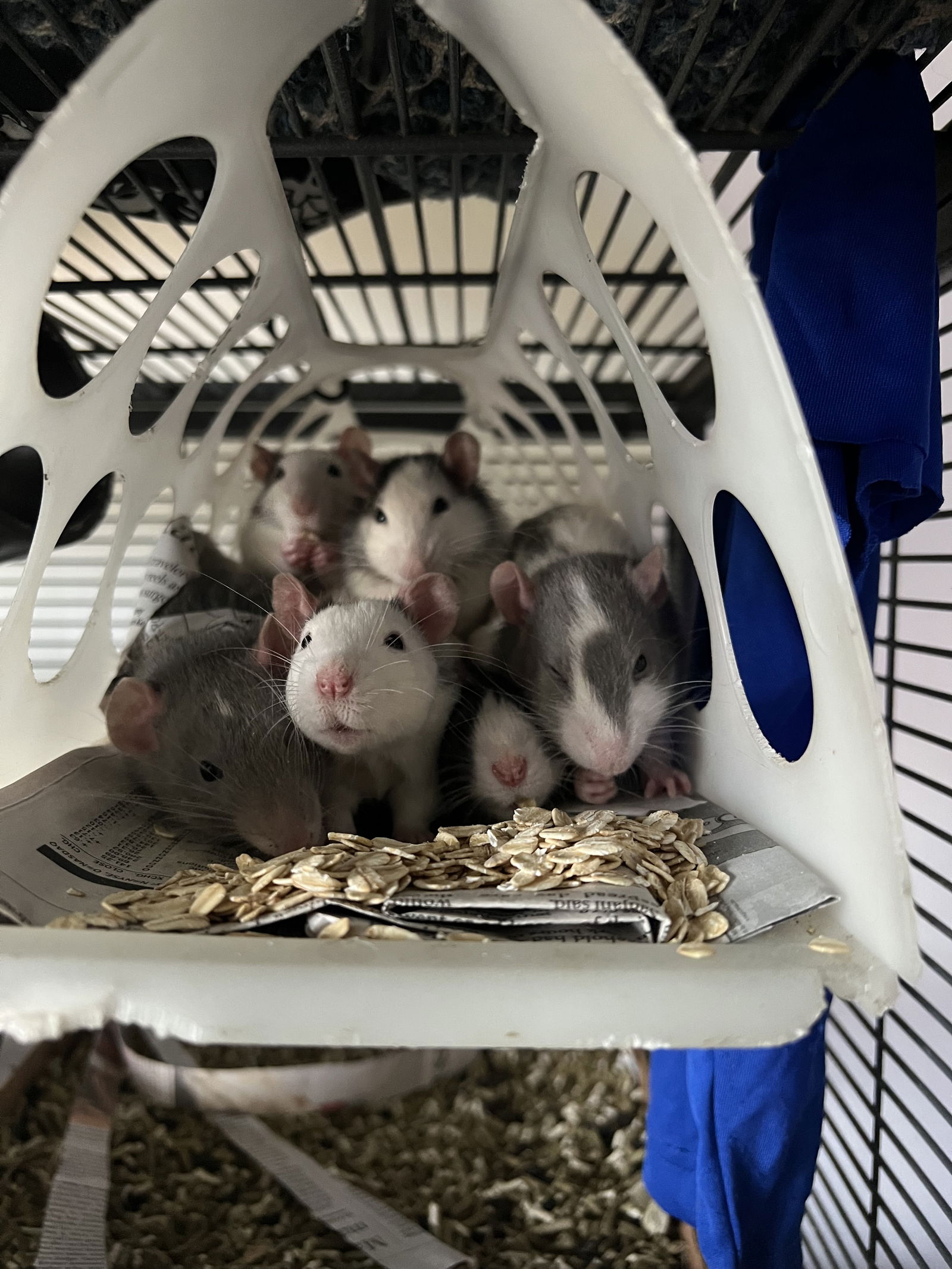 adoptable Rat in Aurora, IL named Young Male Rats