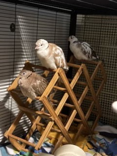 Jack, Arthur, Genevieve and Merlin, a poultry for adoption from Fur Angels Animal Sanctuary