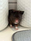 adoptable Hamster in , IL named Max