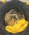 adoptable Guinea Pig in  named Sweetpea and Daisy