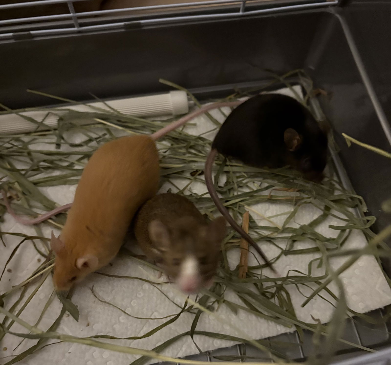 adoptable Mouse in Aurora, IL named Marilyn, Jane, Betty
