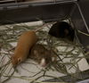 adoptable Mouse in aurora, IL named Marilyn, Jane, Betty