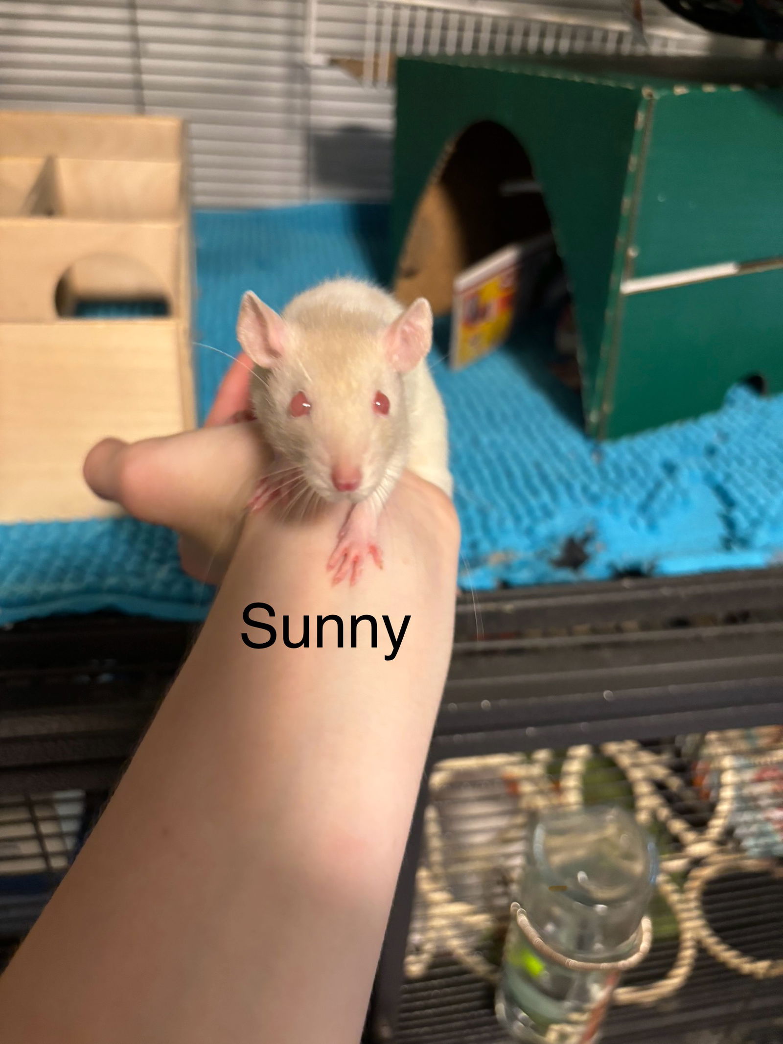 adoptable Rat in Aurora, IL named Sandy, Sunny, Gravel, Dirt, Rocky, Cliff, Pebbles