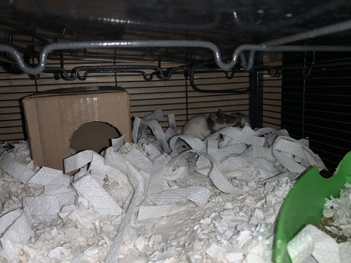 WAFFLES, LUNA & DOTTIE - Rat available for adoption