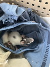 Waffles, Luna & Dottie - Photo 2