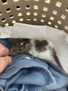 Waffles, Luna & Dottie - Photo 3