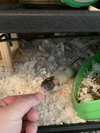 Waffles, Luna & Dottie - Photo 4