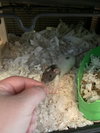 Waffles, Luna & Dottie - Photo 5