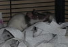 Waffles, Luna & Dottie - Photo 6