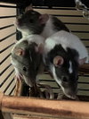 Waffles, Luna & Dottie - Photo 7