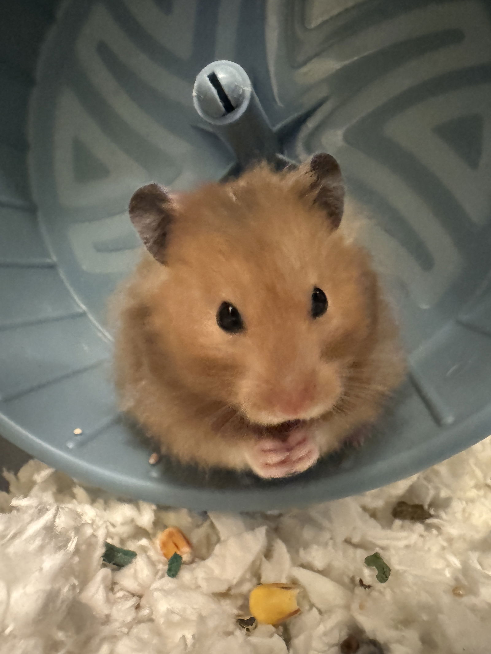 adoptable Hamster in Aurora, IL named Slush