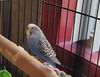 adoptable Bird in  named Millie