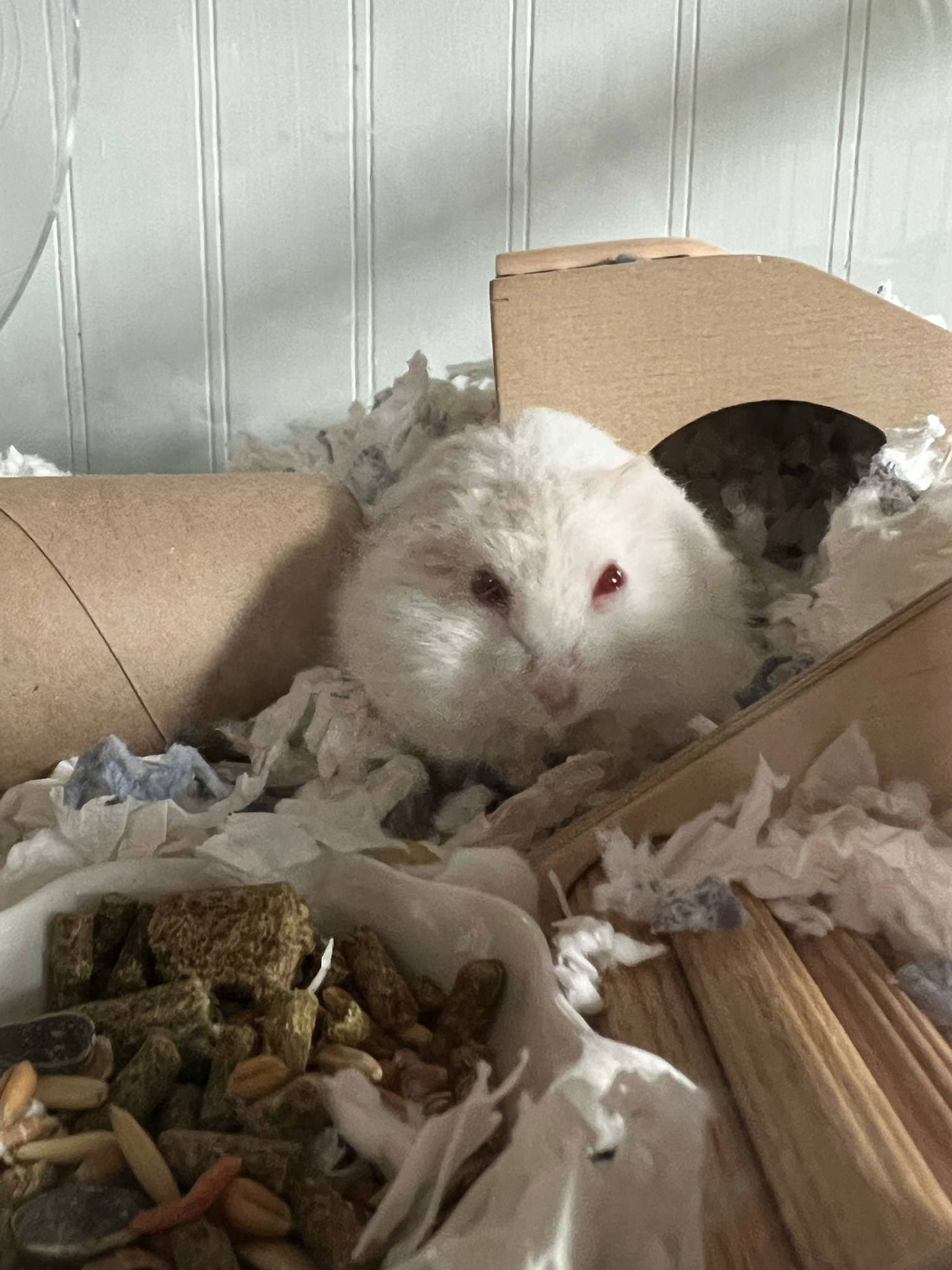 adoptable Hamster in Aurora, IL named George