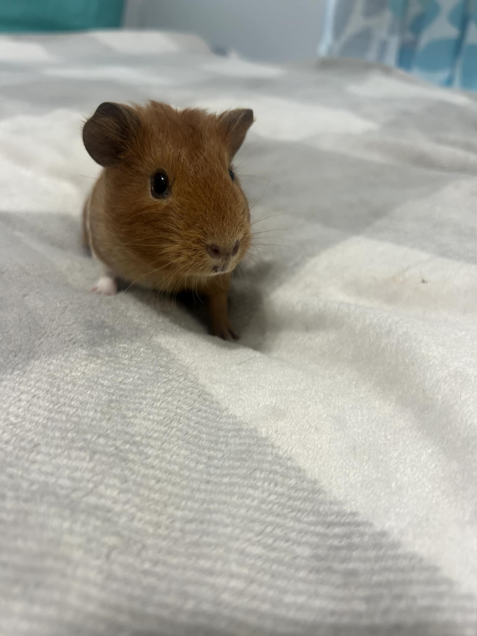 adoptable Guinea Pig in Aurora, IL named Sweet Pea and Swirl