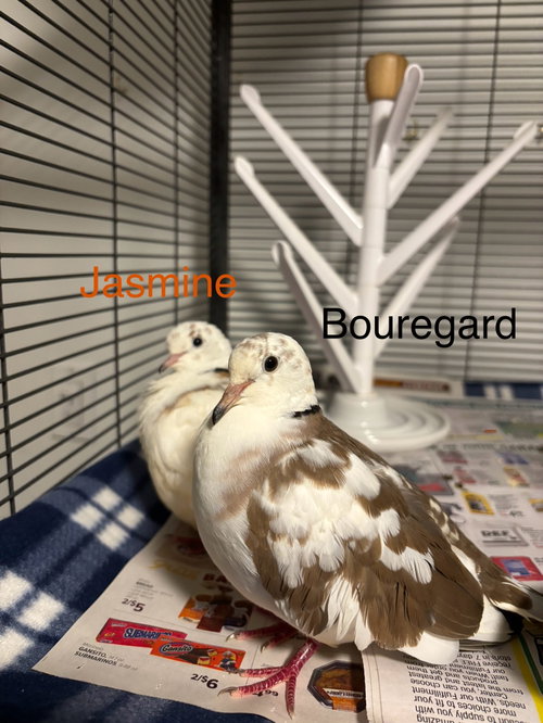 Photo 3 of Jasmine and Bouregard