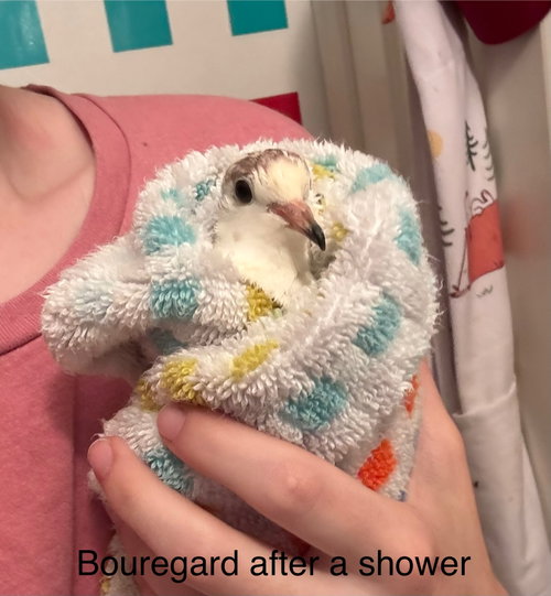 Photo 4 of Jasmine and Bouregard