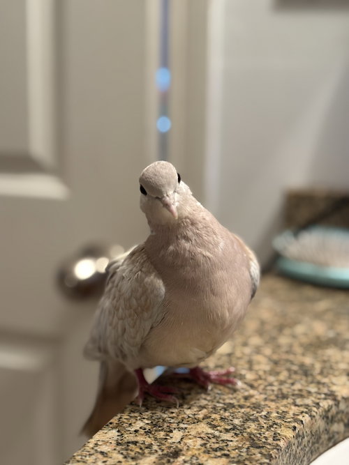 FELICITY - Dove / Ringneck/Psittacula available for adoption
