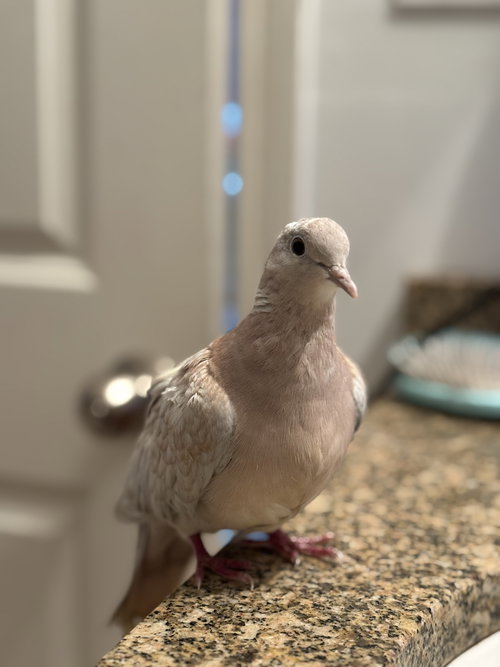 FELICITY - Dove / Ringneck/Psittacula available for adoption