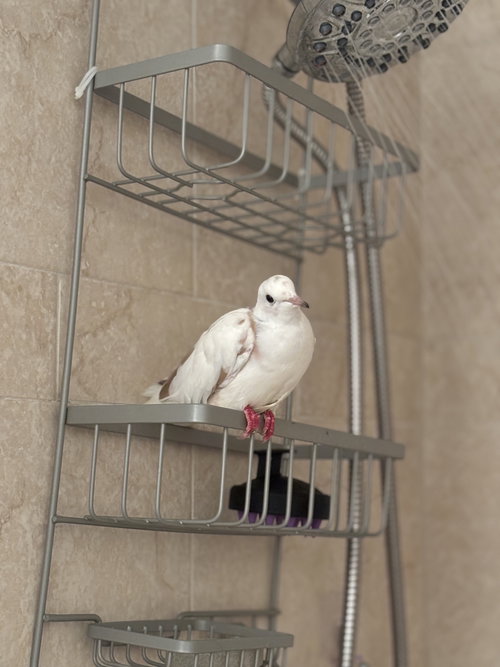 LUCILLE - Dove / Ringneck/Psittacula available for adoption