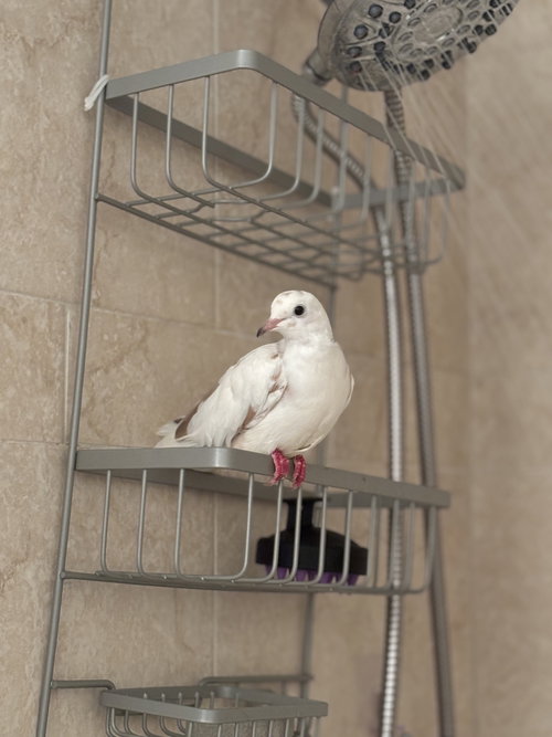 LUCILLE - Dove / Ringneck/Psittacula available for adoption