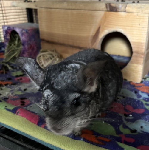 JASPER - Chinchilla available for adoption
