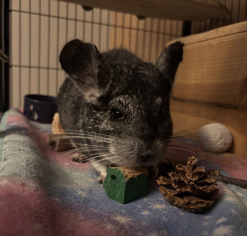 JASPER - Chinchilla available for adoption