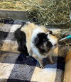 Gilda - Photo 1