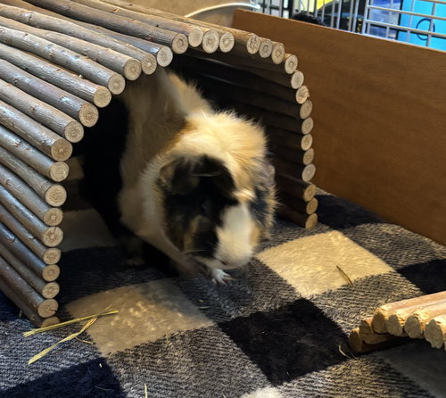 GILDA - Guinea Pig available for adoption