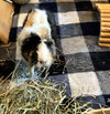 Gilda - Photo 3