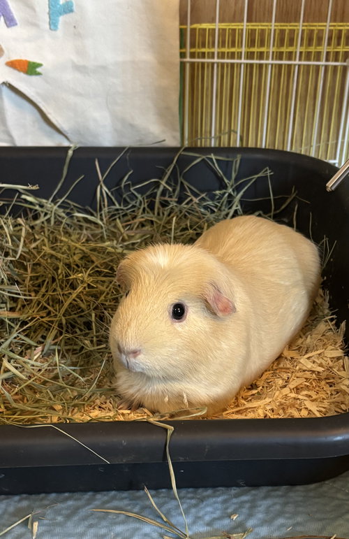 LARAINE - Guinea Pig available for adoption