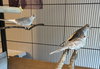 Holly,Glory, and Aster - Photo 1