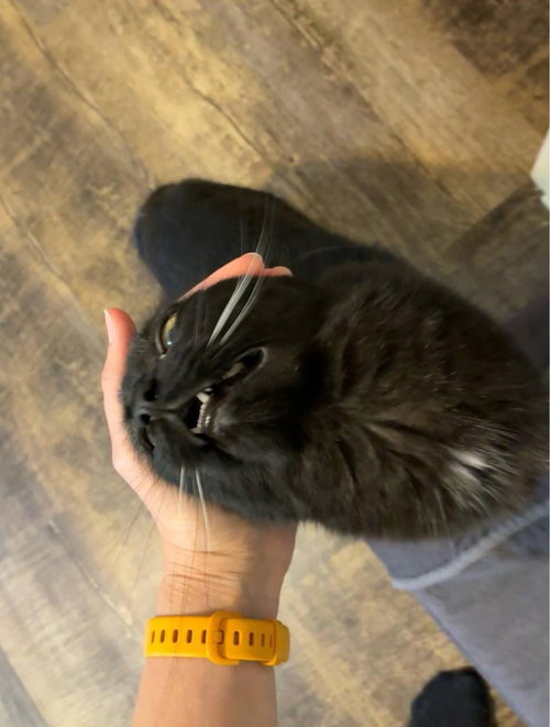 ANDARNA - Domestic Medium Hair available for adoption