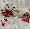 Coco and Milo - Photo 1