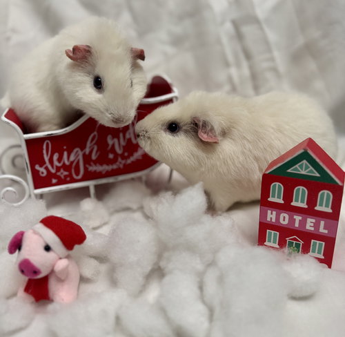 COCO AND MILO - Guinea Pig available for adoption