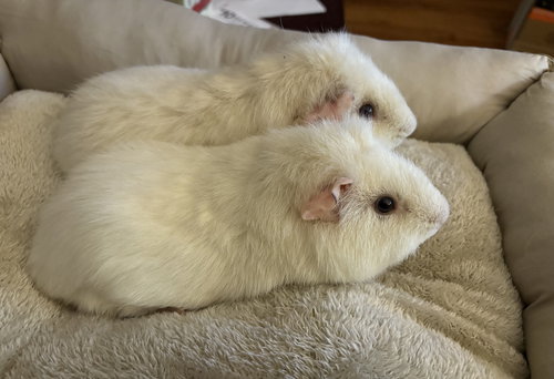 COCO AND MILO - Guinea Pig available for adoption