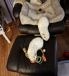 Coco and Milo - Photo 3