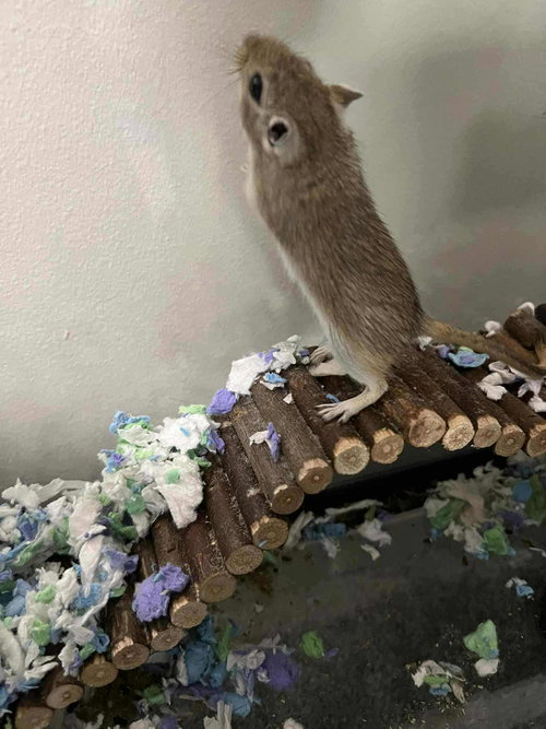 THE TWINS - Gerbil available for adoption