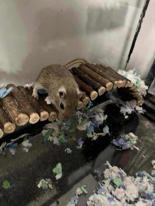 THE TWINS - Gerbil available for adoption