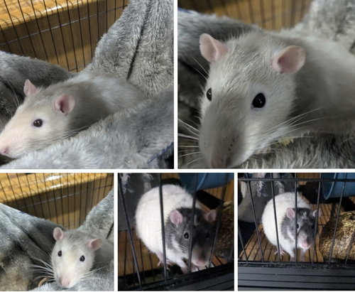 GEORGE AND LENNY - Rat available for adoption